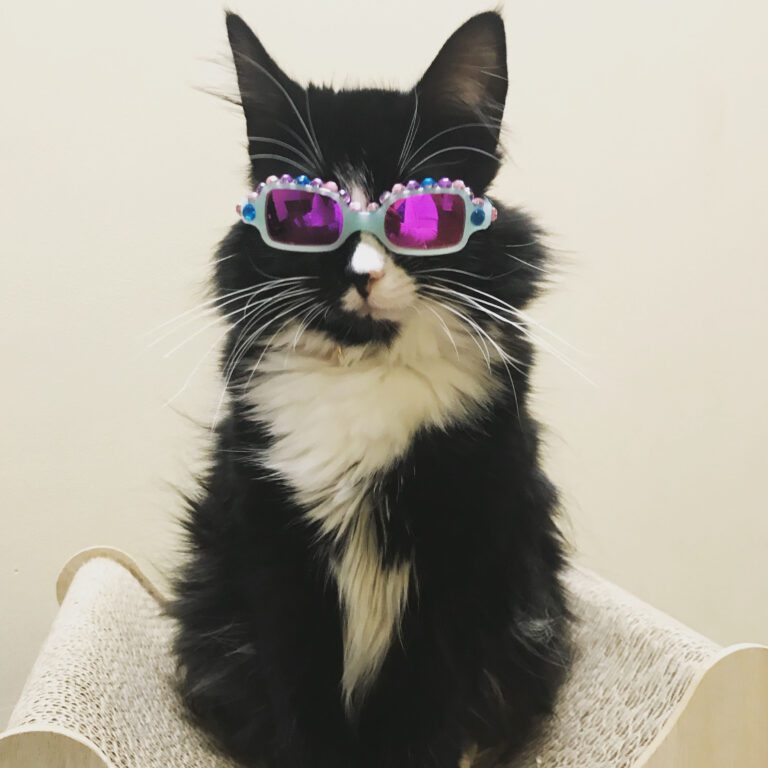Truffles the kitty wearing glasses